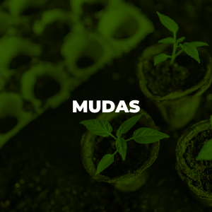 produtos-mudas-01